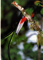 A male resplendent Quetzal - just stunning!