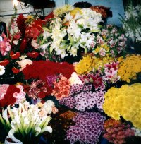 A stall of glorious flowers in the Market
