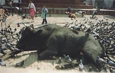 Sacred cow with pigeons