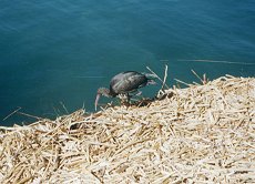 Black Ibis on the floating islands of lake Titicaca