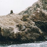 Sealions on the Ballestas Islands