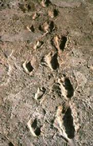 The Laetoli footprints